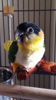 Caique Birds for sale in Hollywood, FL, USA. price: NA