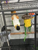 Caique Birds for sale in Plant City, FL, USA. price: $1,500