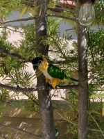 Caique Birds for sale in Irvine, California. price: $1,750