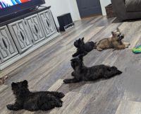Cairland Terrier Puppies for sale in Mill City, Oregon. price: $1,500