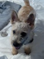 Cairn Terrier Puppies for sale in 1270 Waterford Club Dr, Lithia Springs, GA 30122, USA. price: NA