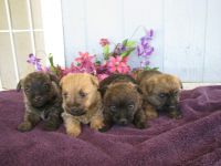 Cairn Terrier Puppies for sale in Redding, CA, USA. price: NA
