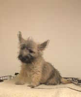 Cairn Terrier Puppies for sale in Ossian, IN 46777, USA. price: NA