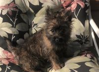 Cairn Terrier Puppies for sale in Ossian, IN 46777, USA. price: NA
