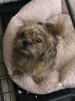 Cairn Terrier Puppies for sale in Mesa, AZ, USA. price: NA