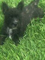 Cairn Terrier Puppies for sale in Salt Lake City, UT 84115, USA. price: NA