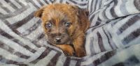 Cairn Terrier Puppies Photos