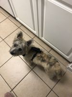 Cairn Terrier Puppies for sale in Valrico, FL, USA. price: NA