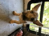 Cairn Terrier Puppies for sale in West Plains, MO 65775, USA. price: NA