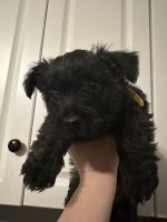 Cairn Terrier Puppies for sale in Knoxville, TN, USA. price: NA