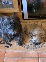 Cairn Terrier Puppies for sale in Apache Junction, AZ 85119, USA. price: $1,200