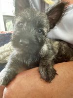 Cairn Terrier Puppies for sale in Scottsdale, AZ, USA. price: $1,900