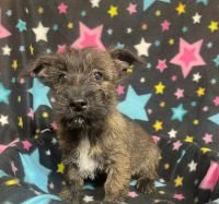 Cairn Terrier Puppies for sale in Marysville, KS 66508, USA. price: $2,250