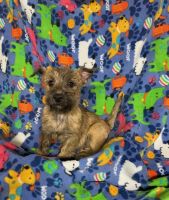 Cairn Terrier Puppies for sale in Marysville, KS 66508, USA. price: $2,200