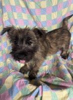 Cairn Terrier Puppies for sale in Marysville, KS 66508, USA. price: $2,200