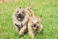 Cairn Terrier Puppies for sale in Kleinburg, Vaughan, ON L0J, Canada. price: NA