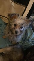 Cairn Terrier Puppies for sale in 7201 Castor Ave, Philadelphia, PA 19149, USA. price: $900