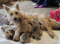 Cairn Terrier Puppies for sale in Clarksburg, MO 65025, USA. price: $1,000
