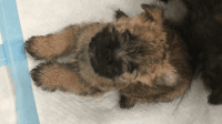 Cairn Terrier Puppies for sale in Kleinburg, Vaughan, ON L0J, Canada. price: NA
