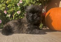 Cairn Terrier Puppies for sale in Osborne, KS 67473, USA. price: $850