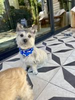 Cairn Terrier Puppies for sale in Los Angeles, CA 90049, USA. price: $100