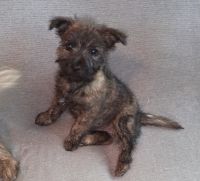 Cairn Terrier Puppies for sale in Vandalia, MI 49095, USA. price: $900