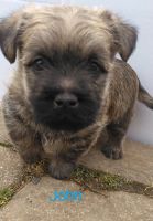 Cairn Terrier Puppies for sale in Vandalia, MI 49095, USA. price: $1,500