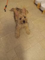 Cairn Terrier Puppies for sale in Minneapolis, Minnesota. price: $300