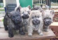 Cairn Terrier Puppies for sale in Honolulu, HI, USA. price: NA
