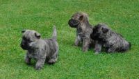 Cairn Terrier Puppies for sale in Carlsbad, CA, USA. price: NA