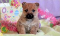 Cairn Terrier Puppies for sale in Atlanta, GA, USA. price: NA