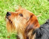 Cairn Terrier Puppies Photos