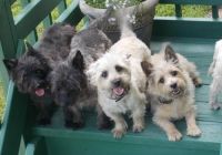 Cairn Terrier Puppies for sale in Indianapolis, IN, USA. price: NA