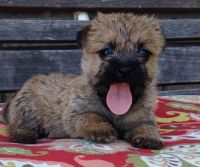 Cairn Terrier Puppies for sale in San Jose, CA, USA. price: NA