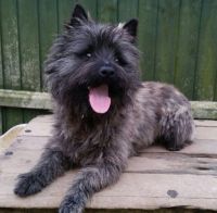 Cairn Terrier Puppies for sale in Seattle, WA, USA. price: NA