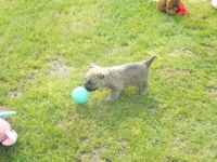 Cairn Terrier Puppies for sale in Houston, TX, USA. price: NA