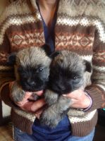 Cairn Terrier Puppies for sale in Atlanta, GA, USA. price: NA