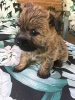 Cairn Terrier Puppies for sale in Beverly Hills, CA 90210, USA. price: NA