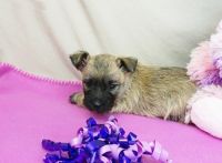 Cairn Terrier Puppies for sale in Los Angeles, CA, USA. price: NA