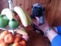 Cairn Terrier Puppies for sale in San Francisco, CA, USA. price: NA