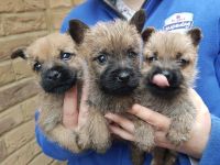 Cairn Terrier Puppies for sale in San Francisco, CA, USA. price: NA