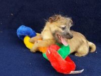 Cairn Terrier Puppies for sale in Birmingham, AL, USA. price: NA