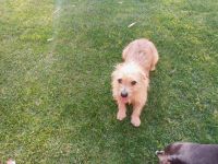 Cairn Terrier Puppies for sale in Bakersfield, CA, USA. price: NA
