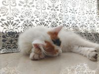 Calico Cats for sale in Thane, Maharashtra, India. price: 15000 INR