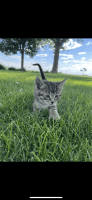 Calico Cats for sale in Fort Morgan, CO 80701, USA. price: NA