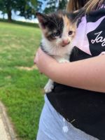 Calico Cats for sale in Salem, OH 44460, USA. price: NA