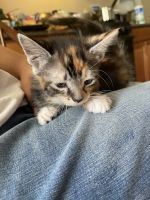 Calico Cats for sale in Fitchburg, MA 01420, USA. price: NA