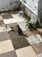 Calico Cats for sale in Pune, Maharashtra, India. price: 4800 INR