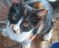 Calico Cats for sale in Lampasas, TX 76550, USA. price: NA