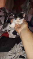 Calico Cats for sale in 5467 Yvonne Cir, Las Vegas, NV 89122, USA. price: NA